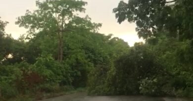 Caída de árbol de gran tamaño interrumpió por una hora paso vehicular en la Lara-Zulia