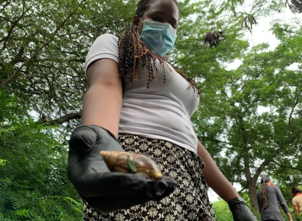 Iclam y Minec buscan mejorar control y erradicación del caracol africano