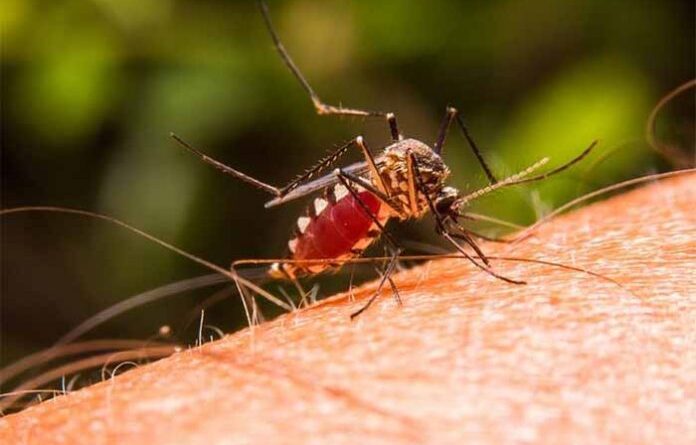 Repuntan casos de malaria en Venezuela debido a las lluvias