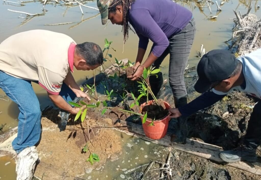 Minec e ICLAM sembraron 120 plantas de mangle en Puerto Caballo-Maracaibo