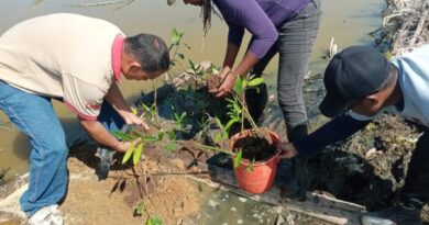 Minec e ICLAM sembraron 120 plantas de mangle en Puerto Caballo-Maracaibo