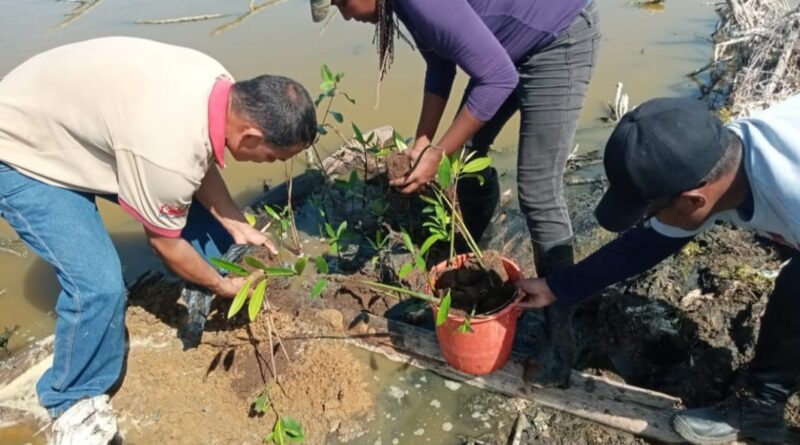 Minec e ICLAM sembraron 120 plantas de mangle en Puerto Caballo-Maracaibo