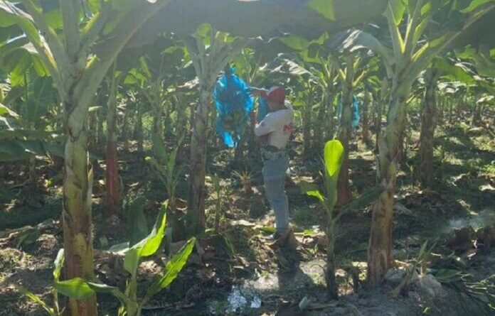 Declaran en el país emergencia fistosanitaria por presencia del hongo negro