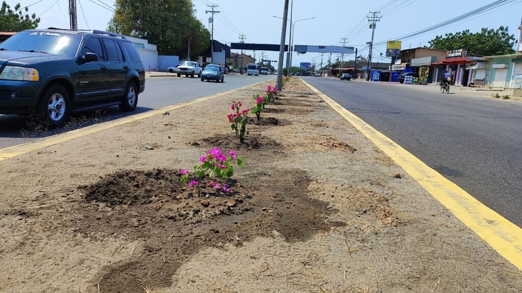 Alcaldía de Cabimas inició jornada de arborización en la avenida Intercomunal