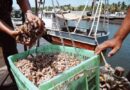 Desde Zulia exportaron a China 3.498 toneladas de camarones