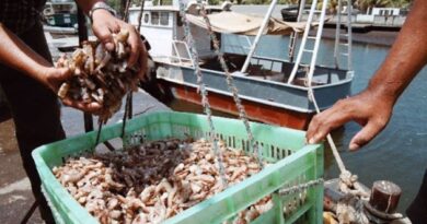 Desde Zulia exportaron a China 3.498 toneladas de camarones