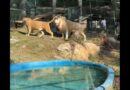 Vigilante llega ebrio al zoológico y acaricia a un león, que le arrancó su brazo izquierdo