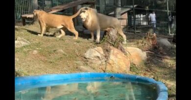 Vigilante llega ebrio al zoológico y acaricia a un león, que le arrancó su brazo izquierdo