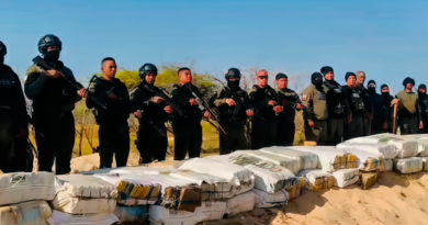 Localizan enterradas cinco mil 729 panelas de marihuana en Caimare Chico