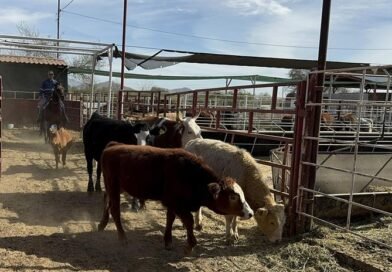 Fedenaga solicita medidas urgentes tras homicidio de productor agropecuario en Guárico