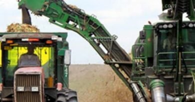 Alerta en el sector azucarero|Núcleos de cosecha denuncian deuda de 15 millones de dólares que pone en riesgo la zafra