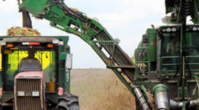 Alerta en el sector azucarero|Núcleos de cosecha denuncian deuda de 15 millones de dólares que pone en riesgo la zafra