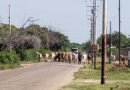 Prohibida la circulación de animales de granja en el casco urbano de Simón Bolívar.