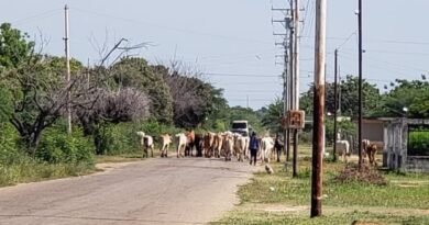 Prohibida la circulación de animales de granja en el casco urbano de Simón Bolívar.