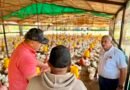 El Zulia produce 1.200.000 kilos de carne de pollo semanal: Gobierno Bolivariano protege y garantiza la producción avícola del sector privado